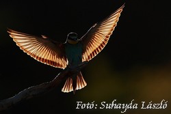 Gyurgyalag