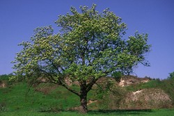 Házi berkenye