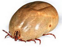 Kullancs