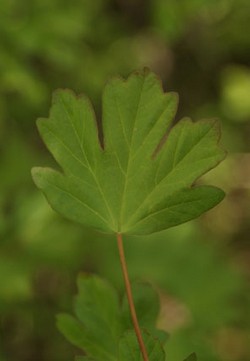 Mezei juhar