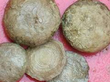 Nummulites
